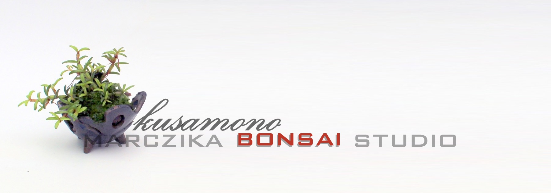 orchidea kusamono a marczika bonsai studio vasarlas kinalatabol